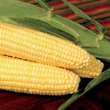 Corn, Bodacious Sweet 25lb