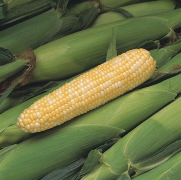 Corn, Peaches & Cream 1lb