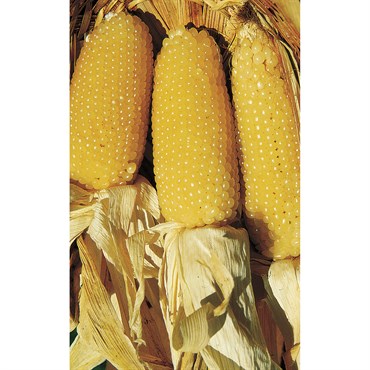 Popcorn, Perdue 410 Hybrid 1lb