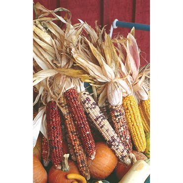 Corn, Ornamental 1/2lb
