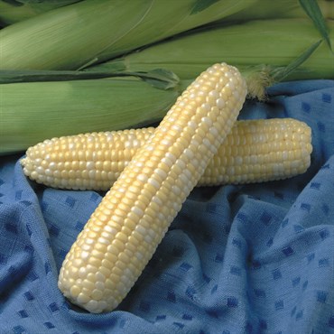 Corn, Jackpot 25lb