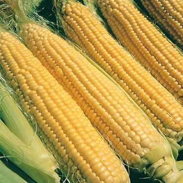 Corn, Illini Xtra Sweet 4oz