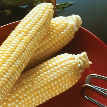 Corn, Sugar Buns Sweet 50lb