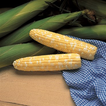 Corn, Serendipity 4oz
