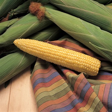 Corn, Honey Select 4oz