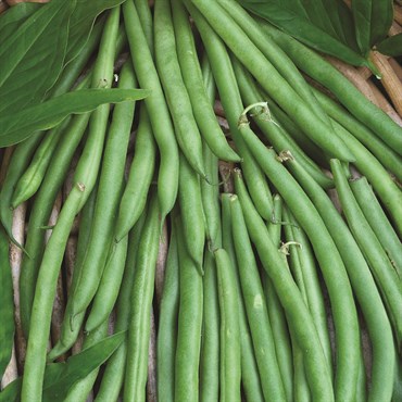 Beans, Contender Bush 25lb