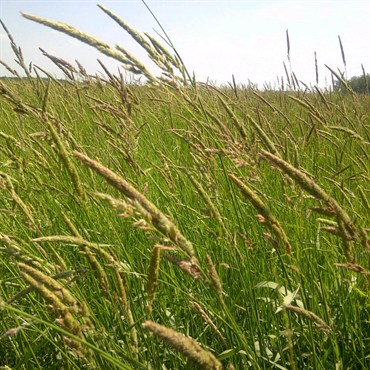 Reed Canarygrass VNS - 50#