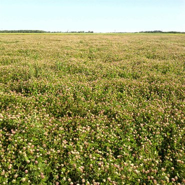 Clover, Alsike 50#