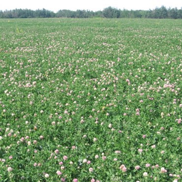Clover, Mammoth Red 50#