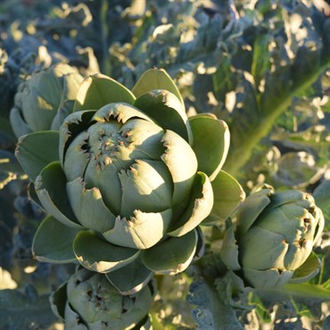Artichoke, Green Globe 1/2oz