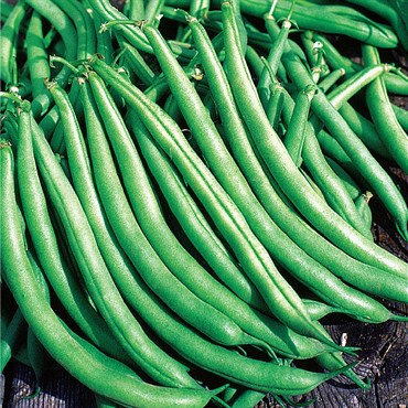 Beans, Greencrop Bush Treated 25lb