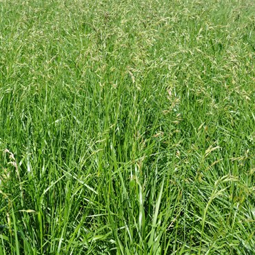 Tall Fescue Rendition 50#