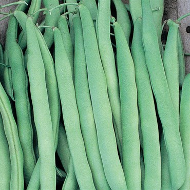 Beans, Mountaineer White Half Runner 50lb