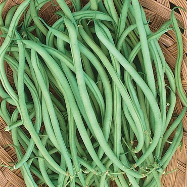 Beans, Slenderette Bush 1lb