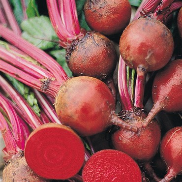 BEETS, DETROIT DARK RED 50#