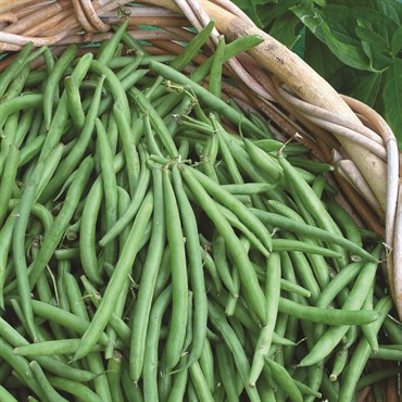 Beans, Blue Lake 274 Bush 1lb