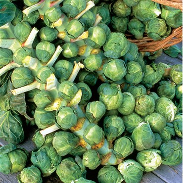 Brussel Sprouts, Long Island 1/2oz