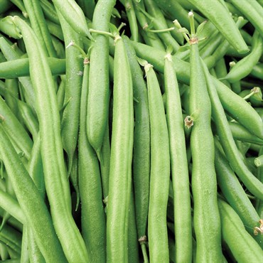 Beans, Black Provider Treated 25lb