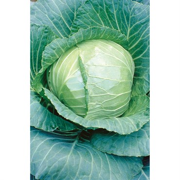 Cabbage, Early Flat Dutch 1/2oz