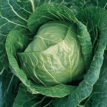 Cabbage, Early Jersey Wakefield 1lb