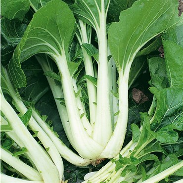 Cabbage, Chinese Pak Choi 1/2oz