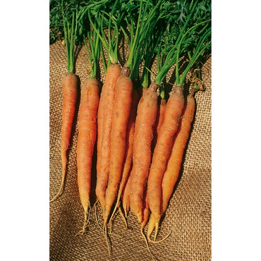 Carrot, Little Finger 1lb