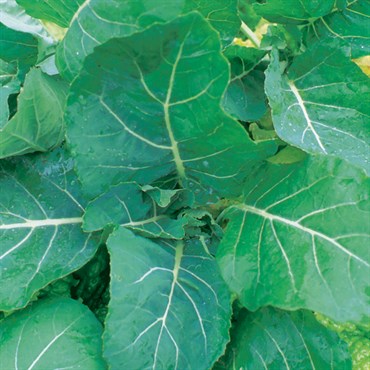Collards, Georgia 1lb