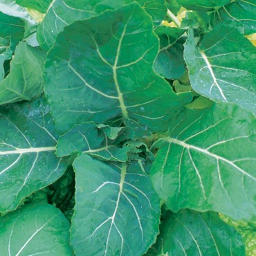 Collards, Georgia 4oz