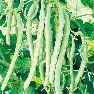 Beans, Blue Lake Fm1 Pole 50lb