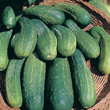 Cucumber, Boston Pickling 1lb