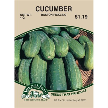 /" BOSTON PICKLING /" CUCUMBER SEEDS CONTINUOUS PRODUCING HIGH YIELDS *