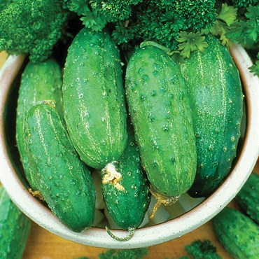 Cucumber, Smr58 1lb