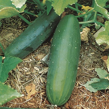 Cucumber, Spacemaster Bush 1lb