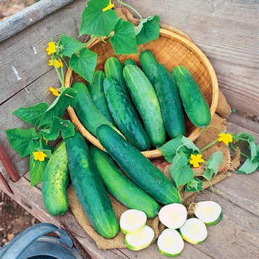 Cucumber, Poinsett 76 1/2oz