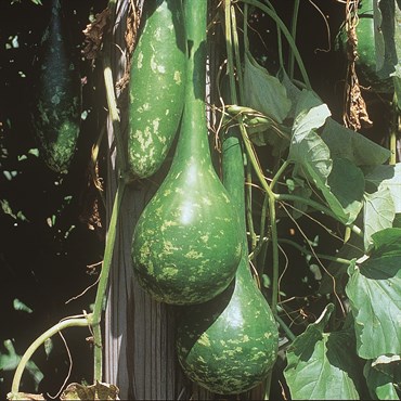 GOURDS, DIPPER 50#