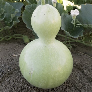 Gourds, Birdhouse - 1lb