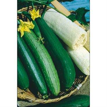 Gourds, Luffa 1/2oz