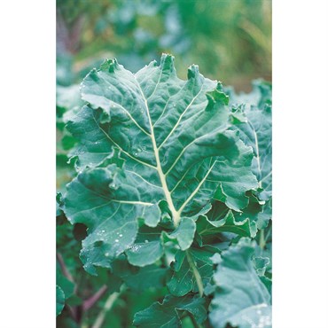 Kale, Premier 1lb