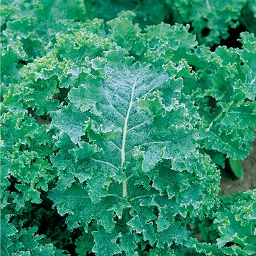 Kale, Vates Blue Curled Scotch 4oz