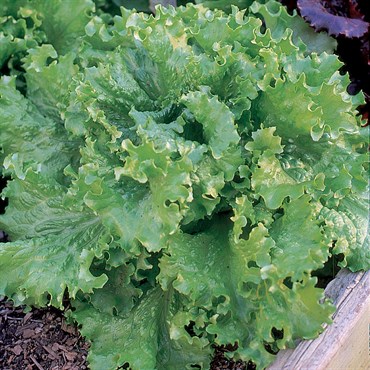 Lettuce, Black Seeded Simpson 1/2oz