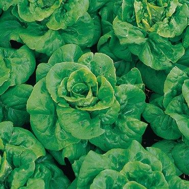Lettuce, Buttercrunch 1/2oz