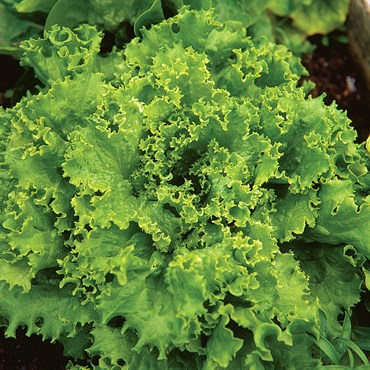 Lettuce, Grand Rapids 1/2lb
