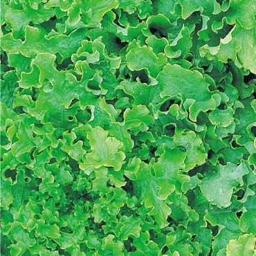 Lettuce, Green Salad Bowl 1/2lb