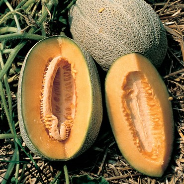 Cantaloupe, Hales Best Jumbo 1/2oz