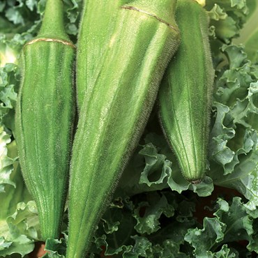 Okra, Long Pod Green 4oz