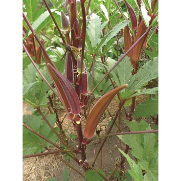 Okra, Burgundy 1/2oz