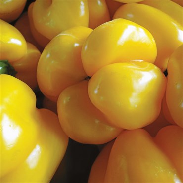 Peppers, Golden California Wonder 1/2oz