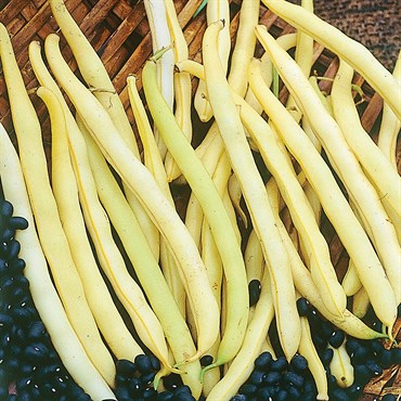 Beans, Pencil Pod Black Wax 50lb
