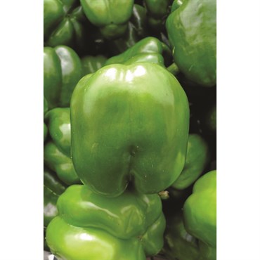 Peppers, Keystone Giant #3 1/2oz