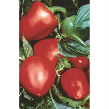 Peppers, Pimento 1/2oz
